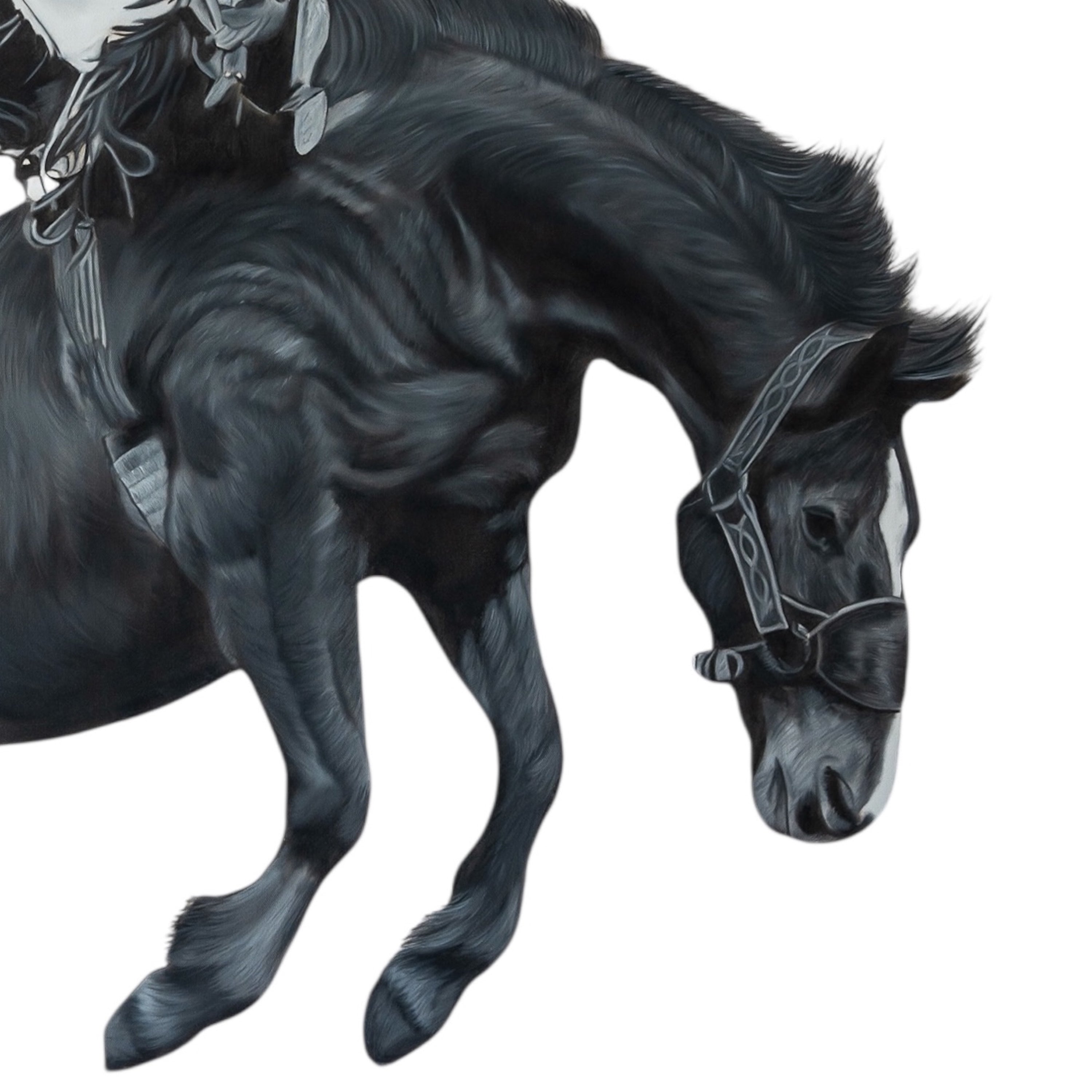 Black horse with a bridle on a white background