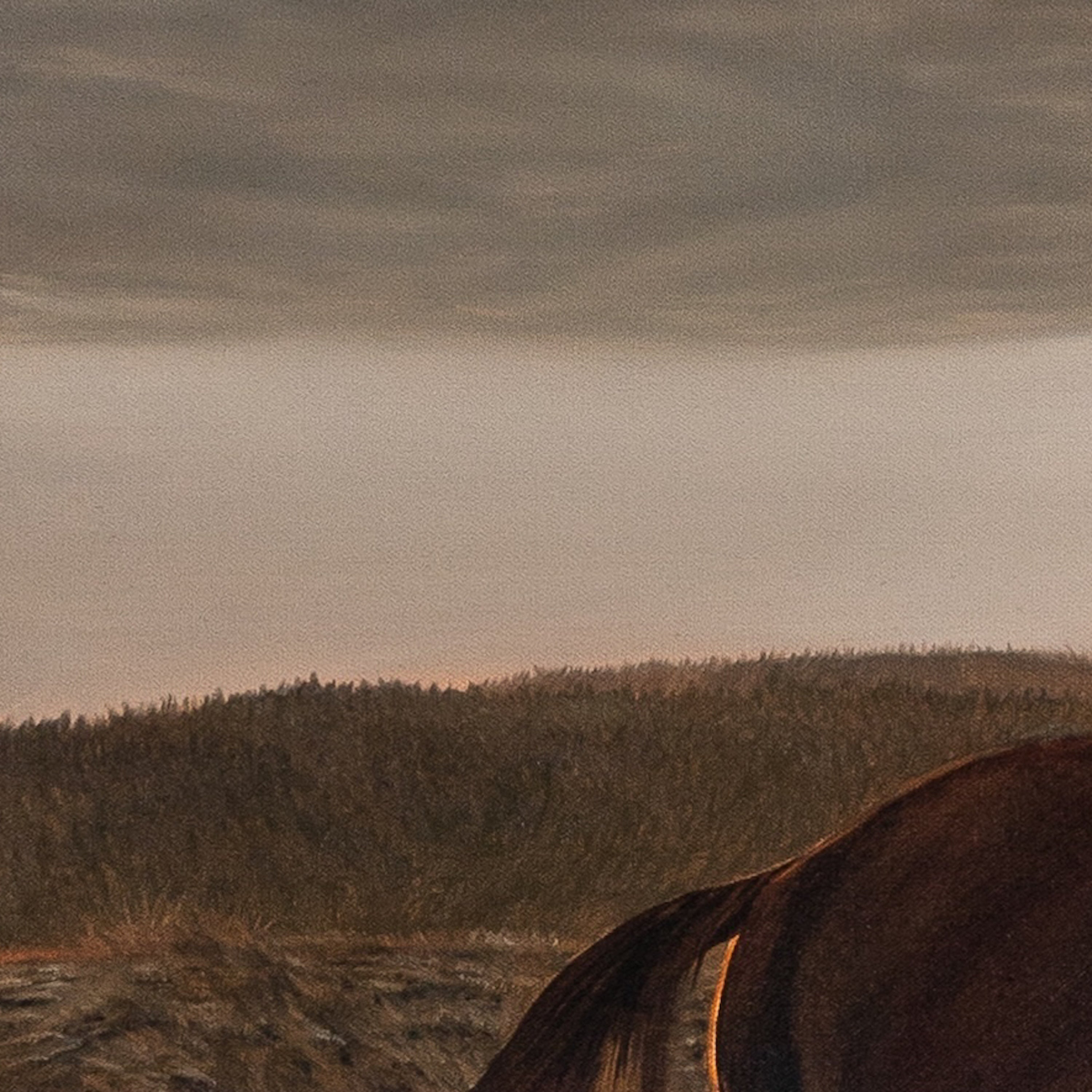 Horse's head with a forest and cloudy sky in the background