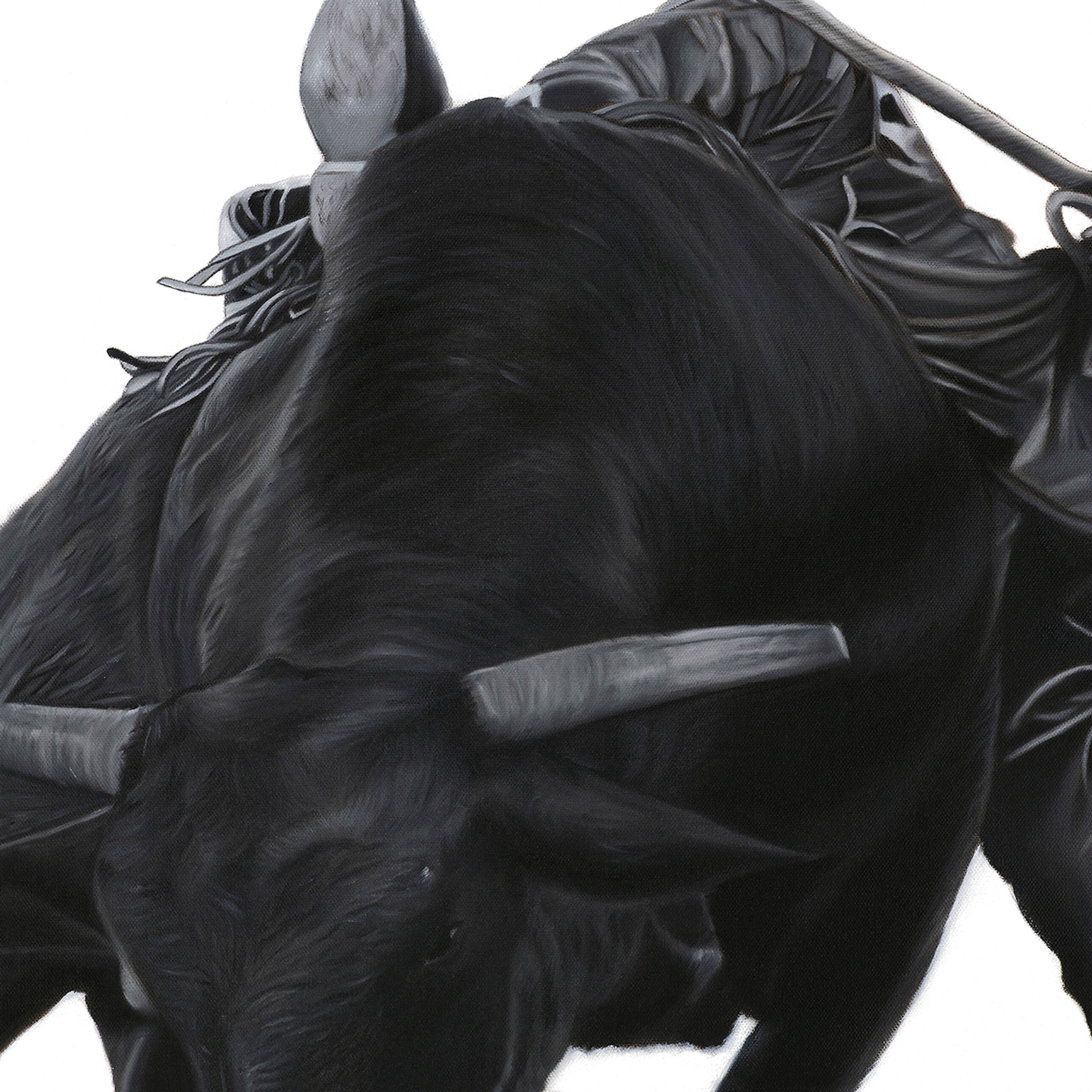 Close-up of a bull's  head with bridle details on a white background