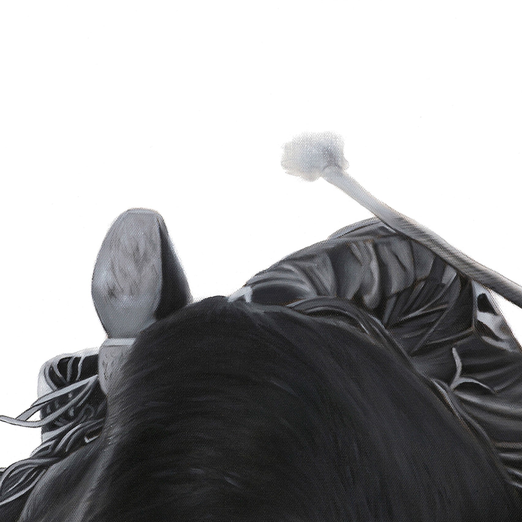 Close-up of a bull's  head with a bridle on a white background