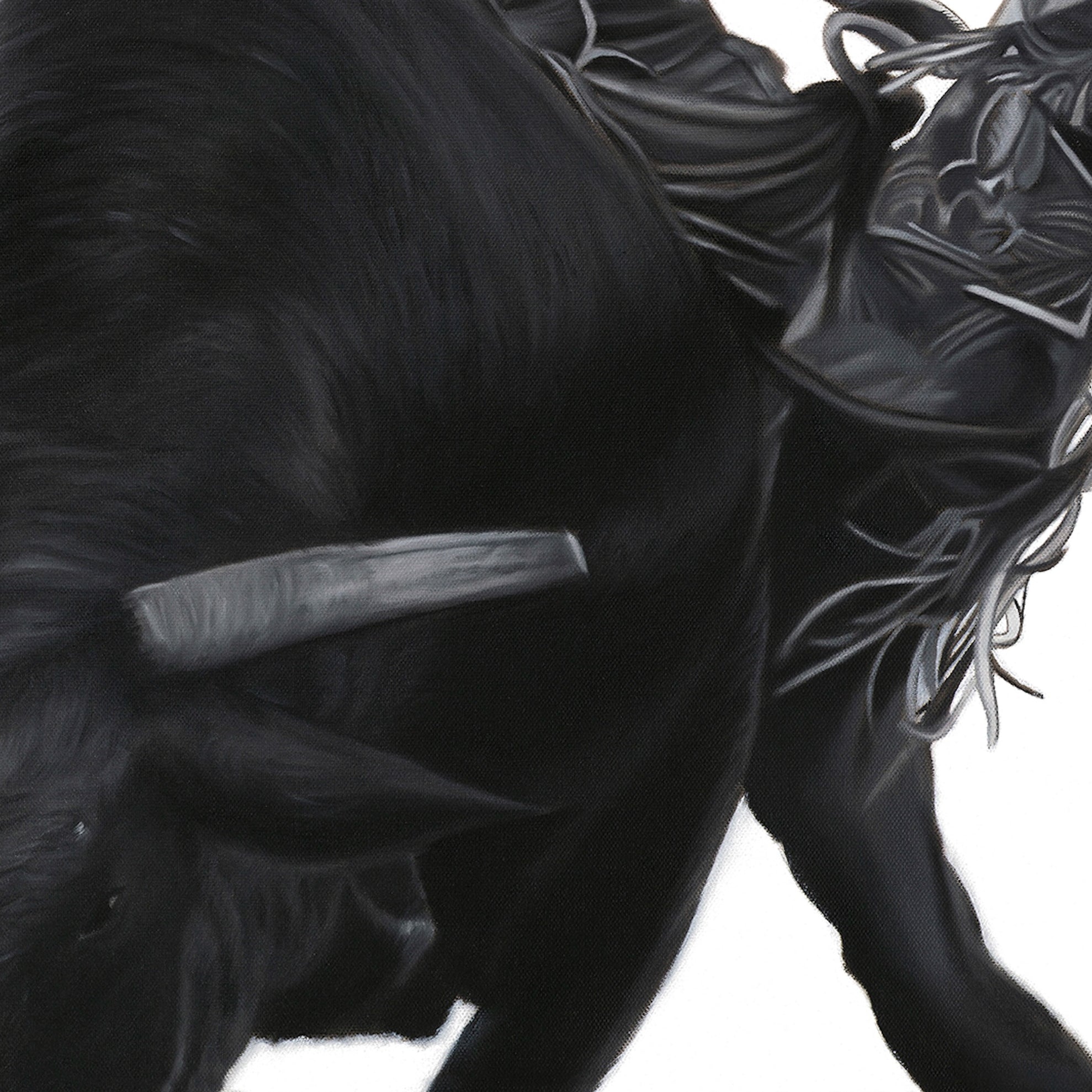 Close-up of a black bull with detailed mane on a white background