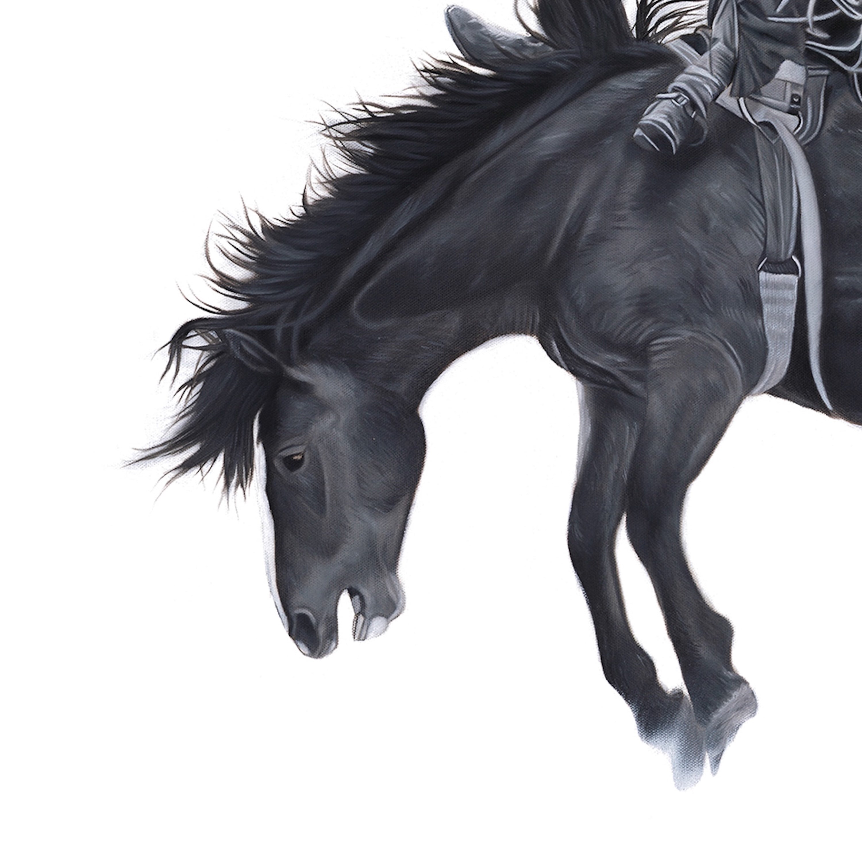 Black horse with a rider in equestrian gear on a white background