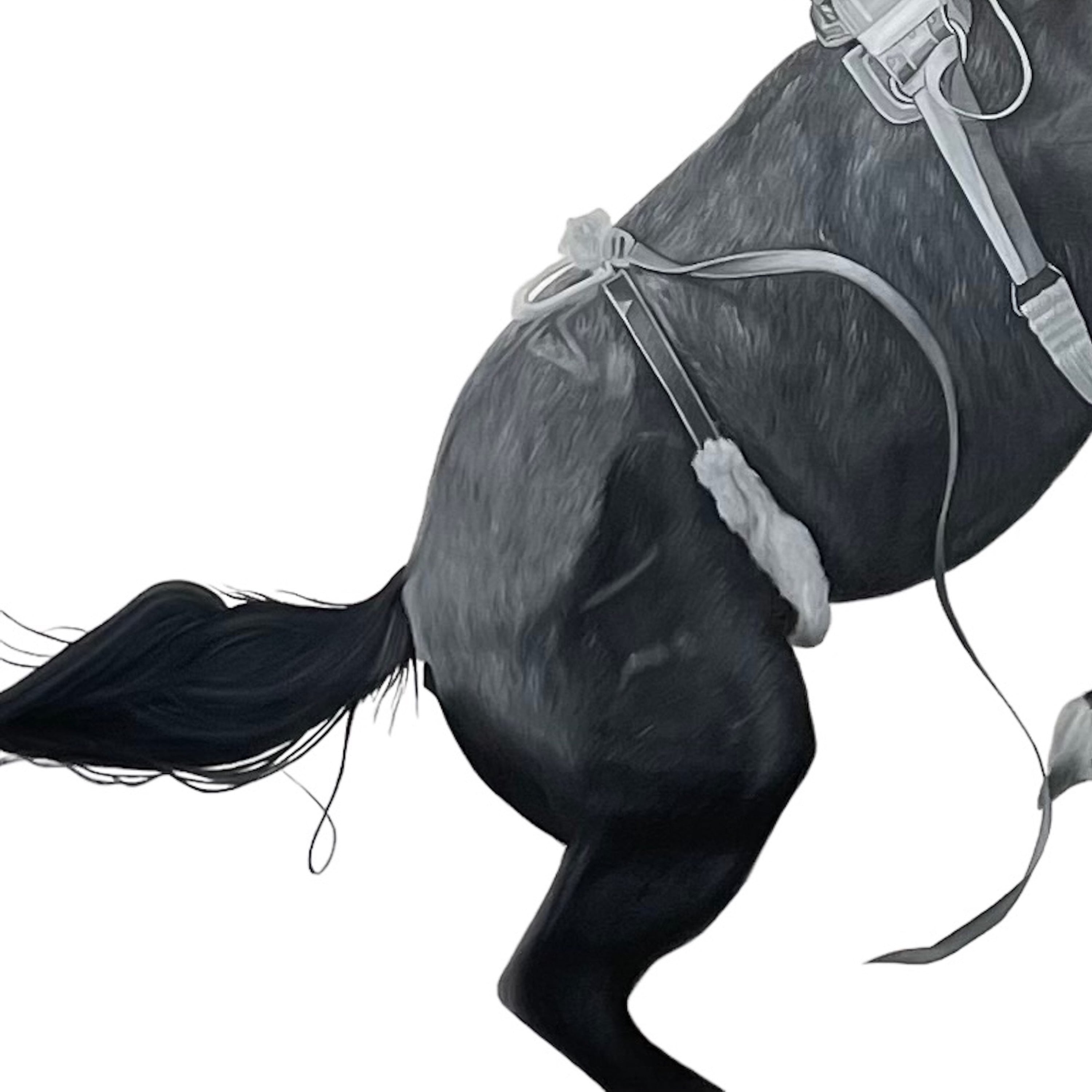 Horse with a bridle on a white background