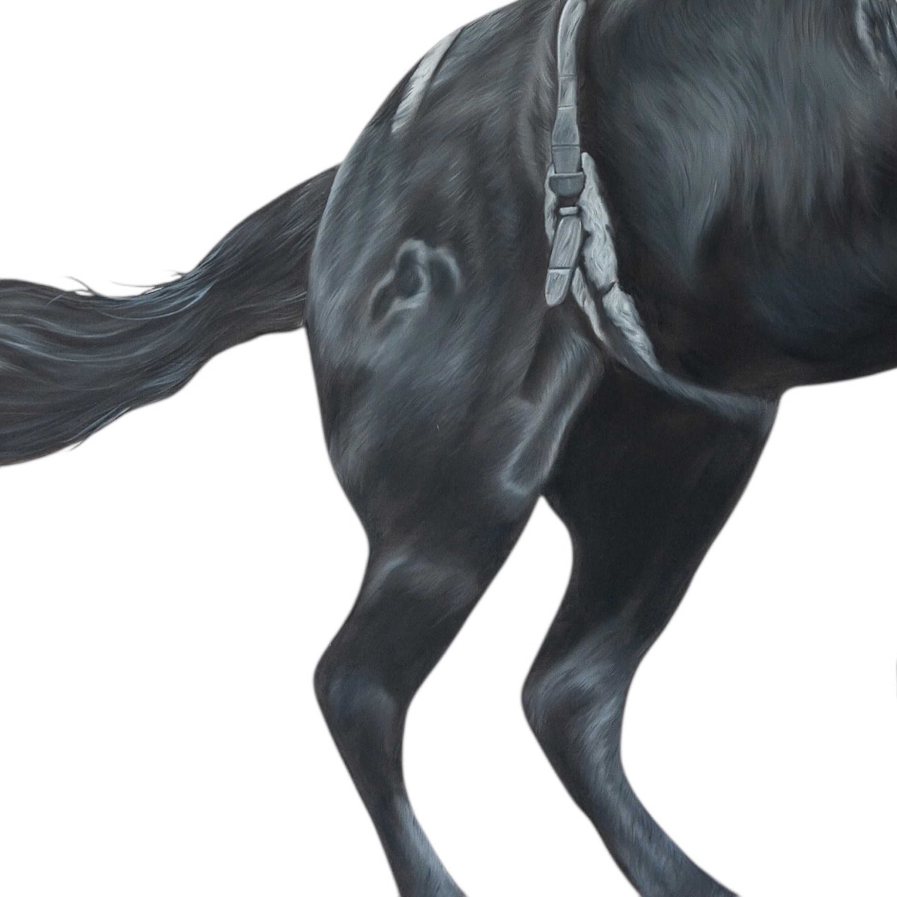 Close-up of a horse's leg and part of its body on a white background