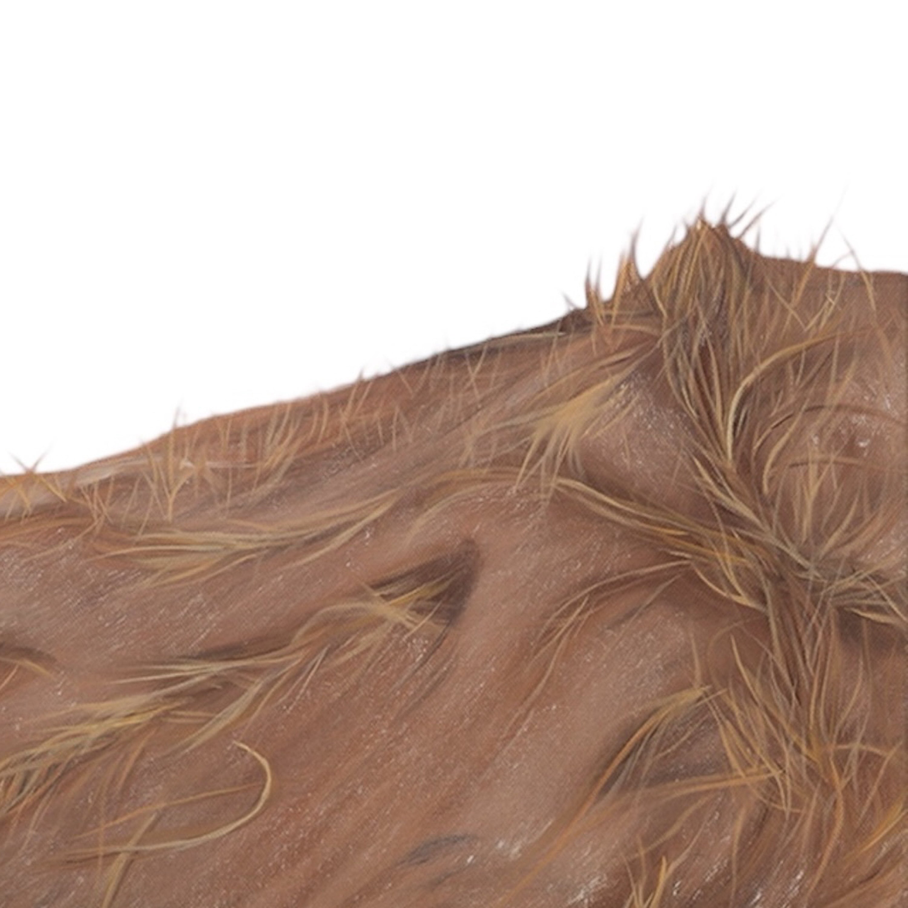 Close-up of horse fur on a white background