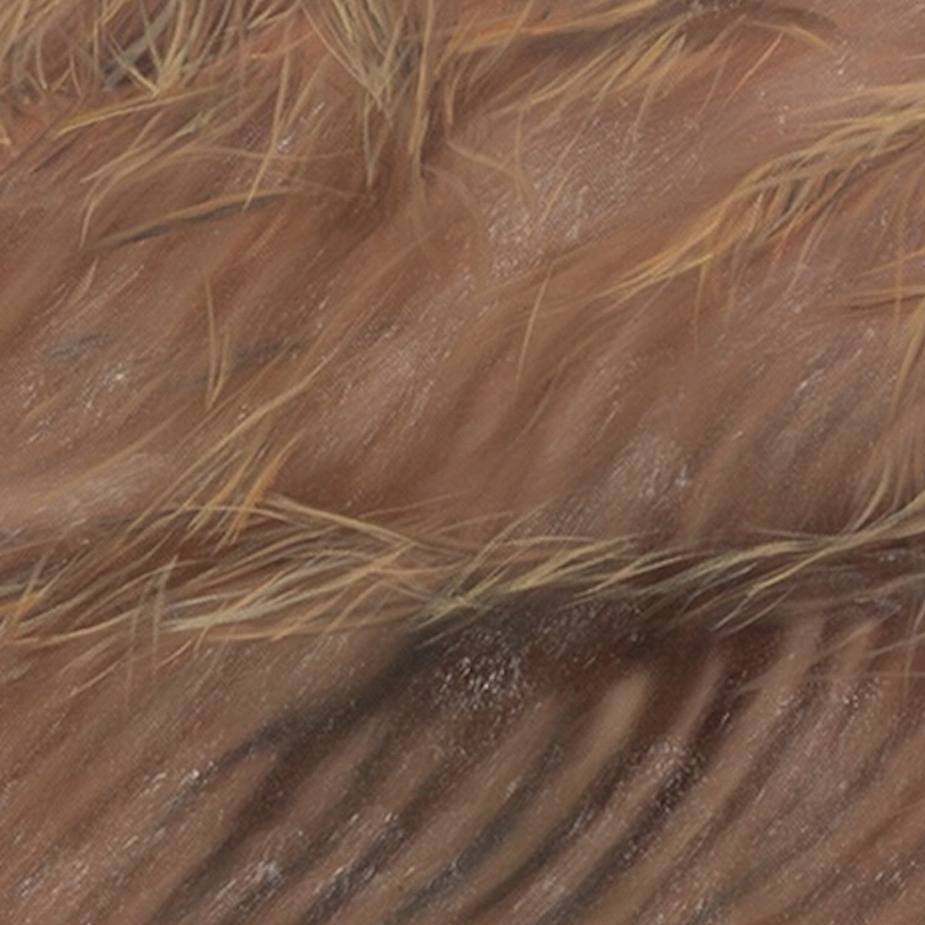 Close-up of brown fur texture